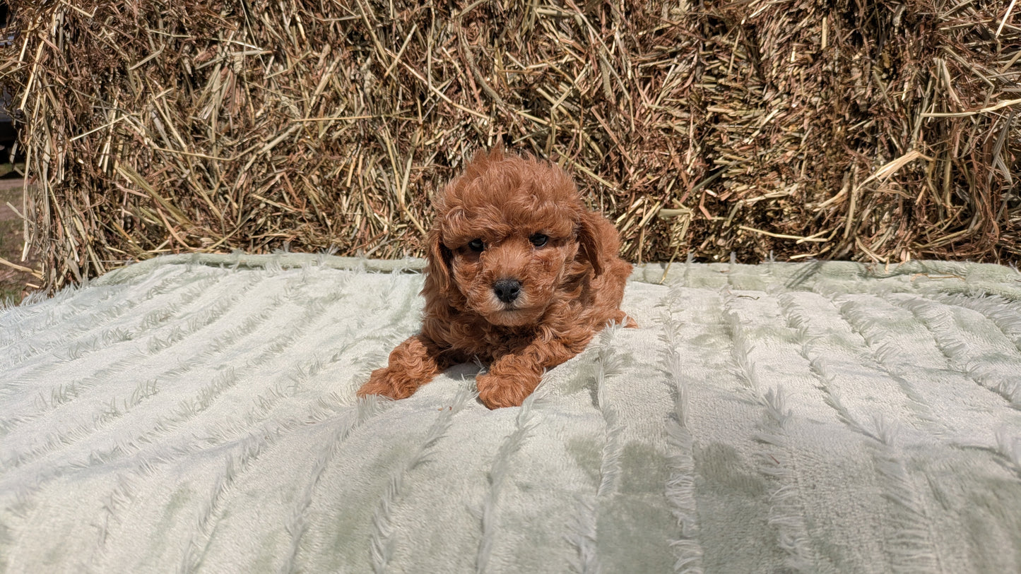 MINI POODLE (03/18) FEMALE