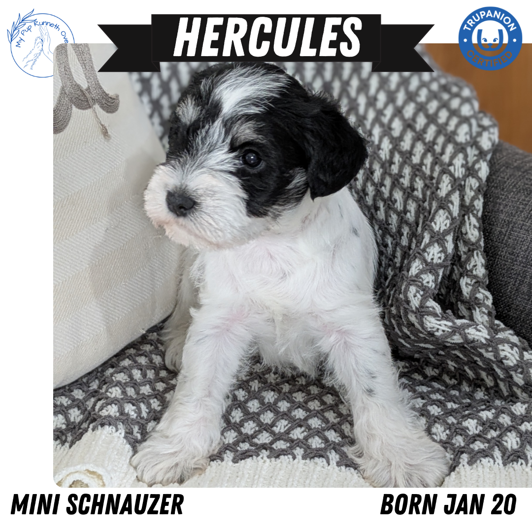 MINI SCHNAUZER (01/20) MALE