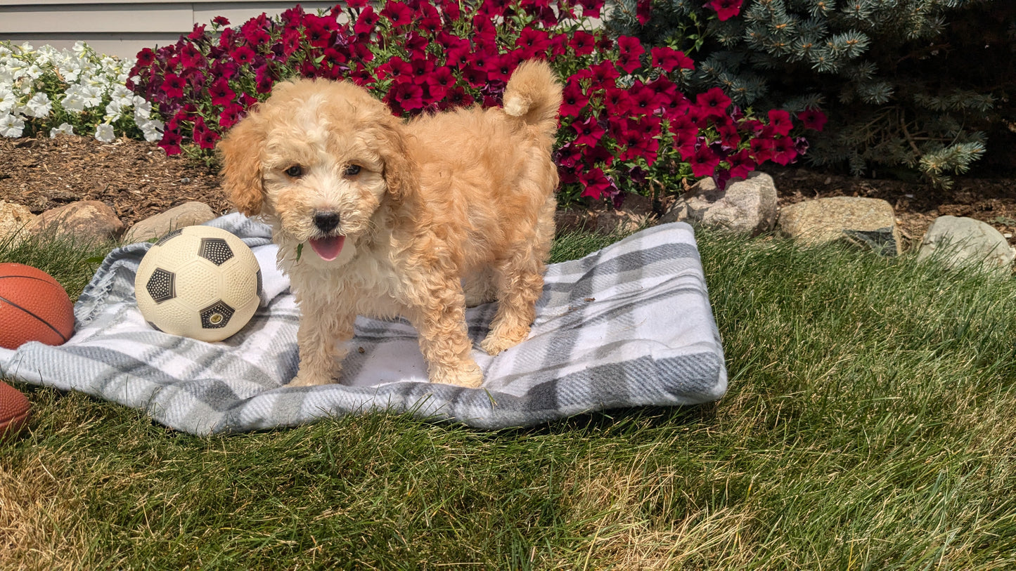 TOY BERNEDOODLE (06/11) FEMALE