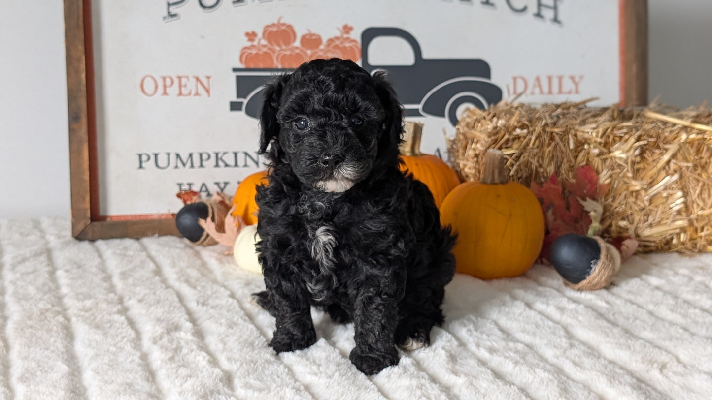 MINI POODLE (09/12) FEMALE