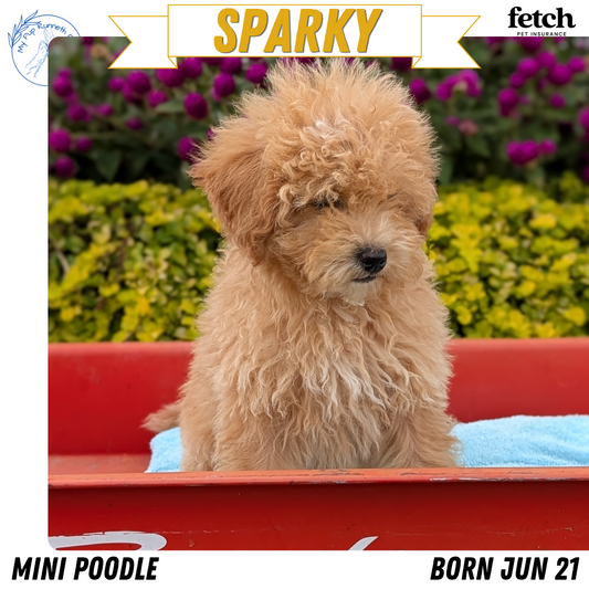 MINI POODLE (JUN 21) 4 MALES