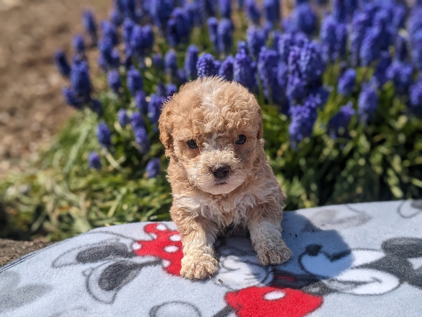 MICRO BERNEDOODLES (03/18) FEMALE