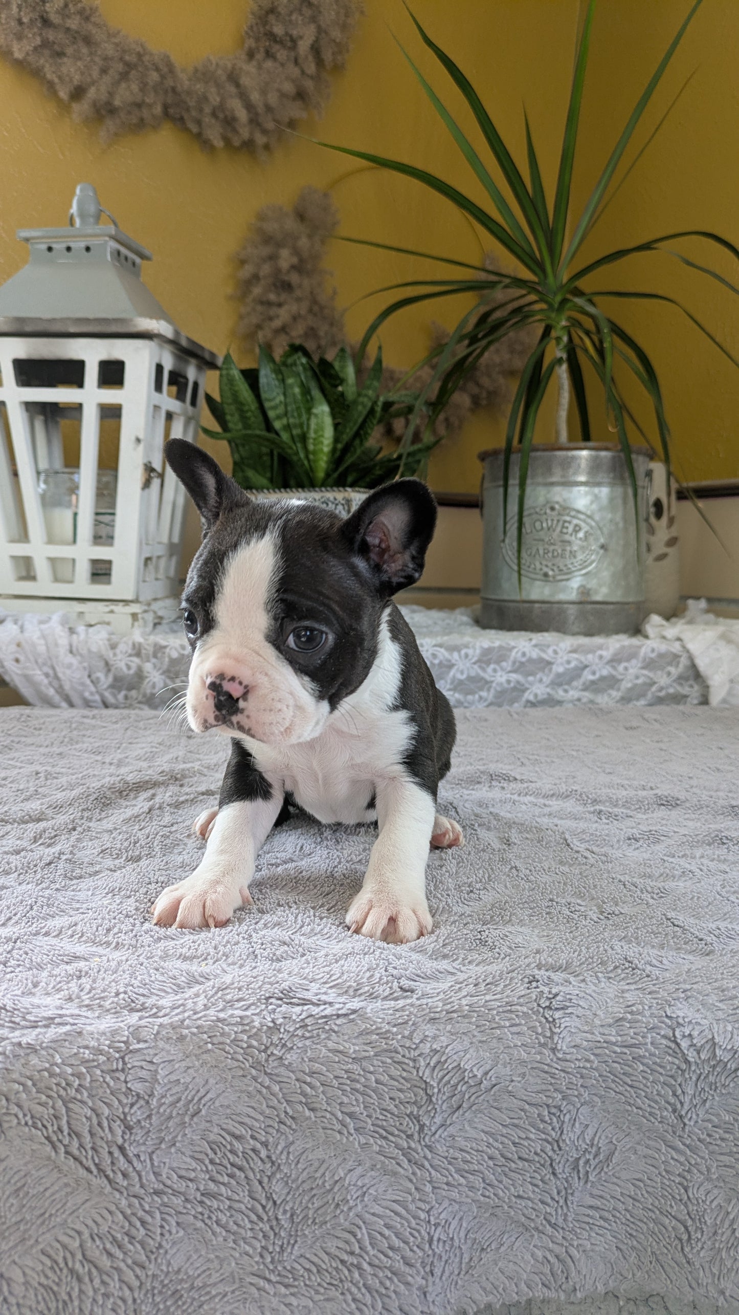 BOSTON TERRIER (12/09) FEMALE