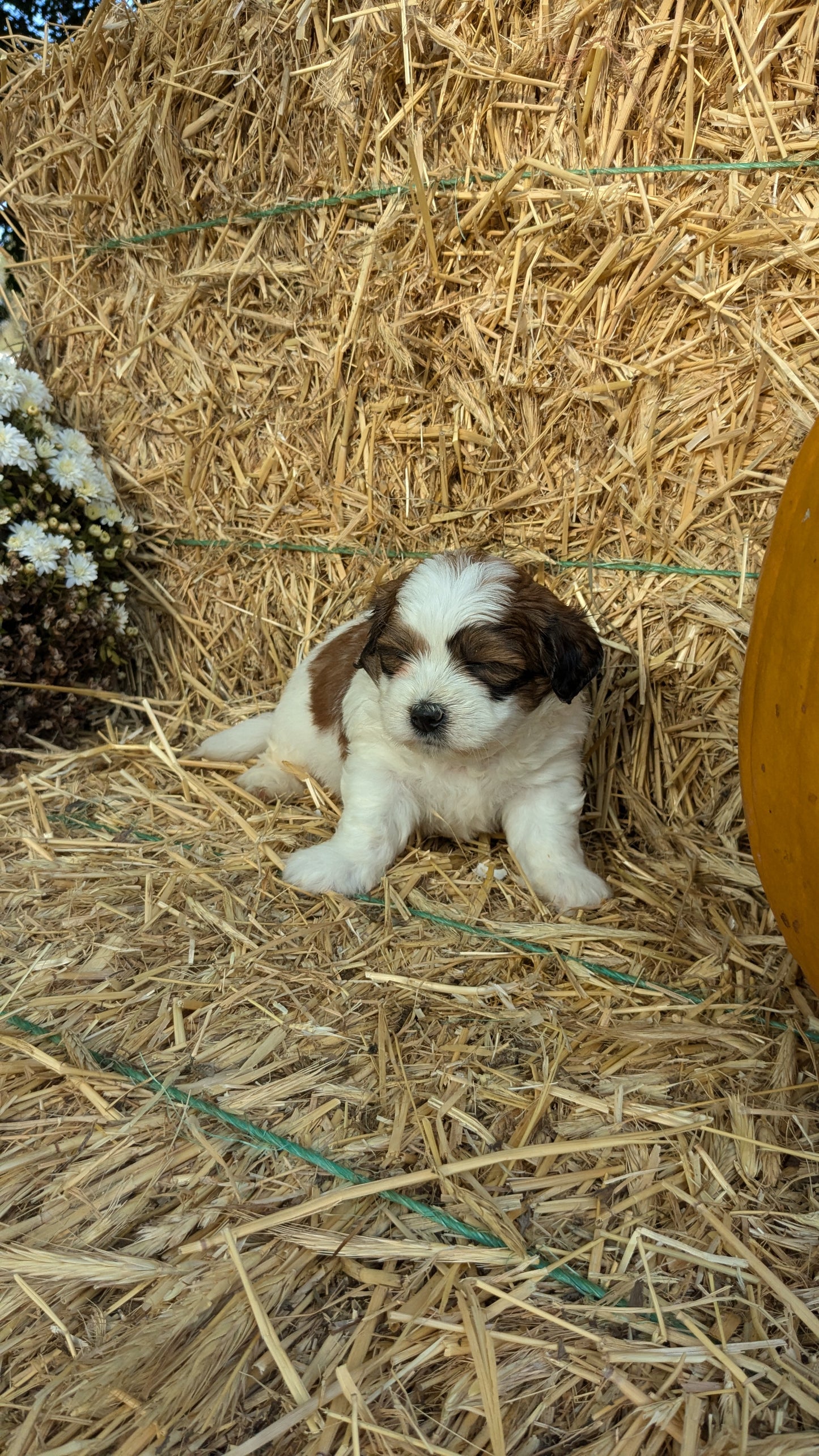 TEDDY BEAR (08/16) MALE