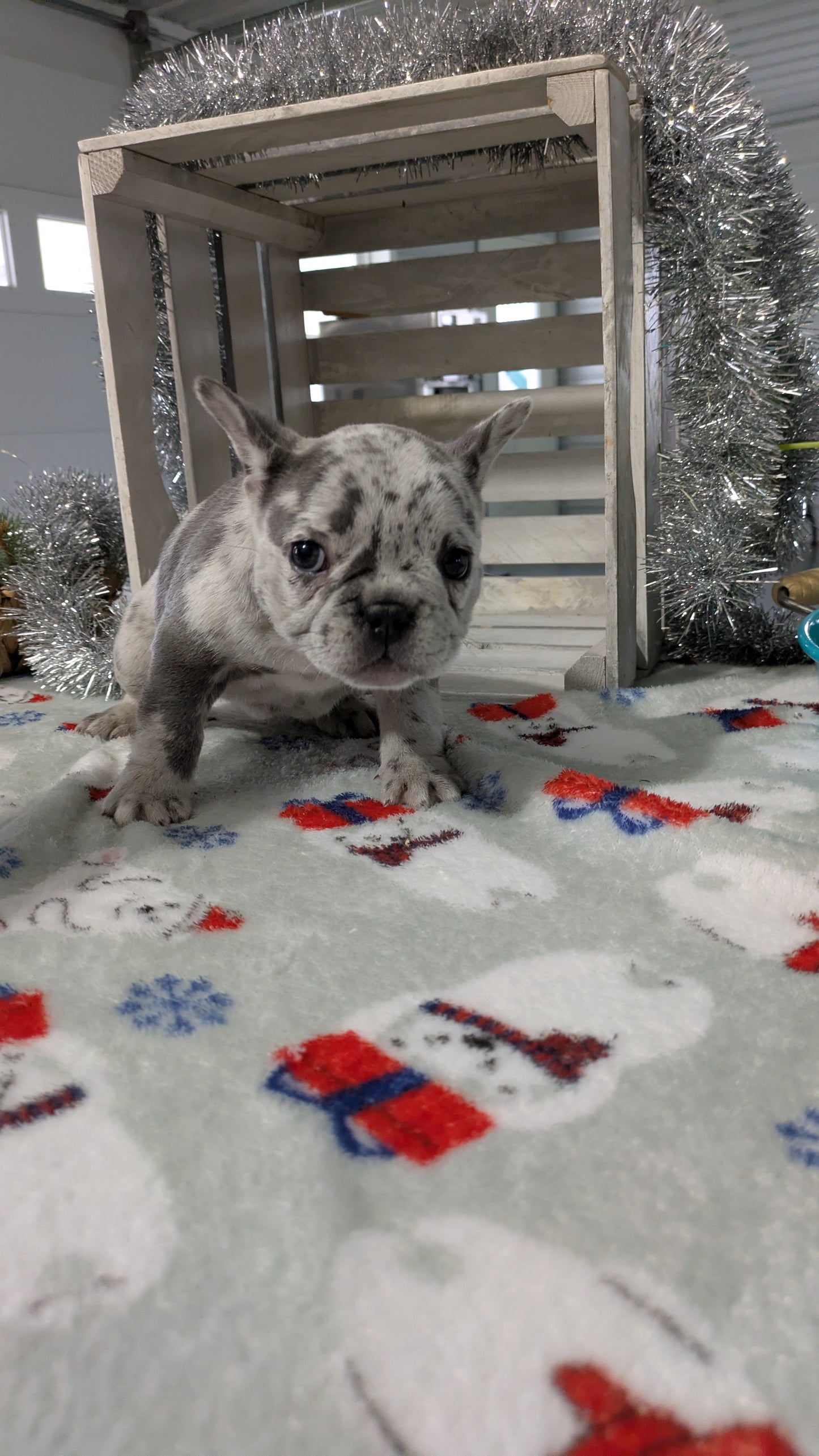 FRENCH BULLDOG (11/07) FEMALE