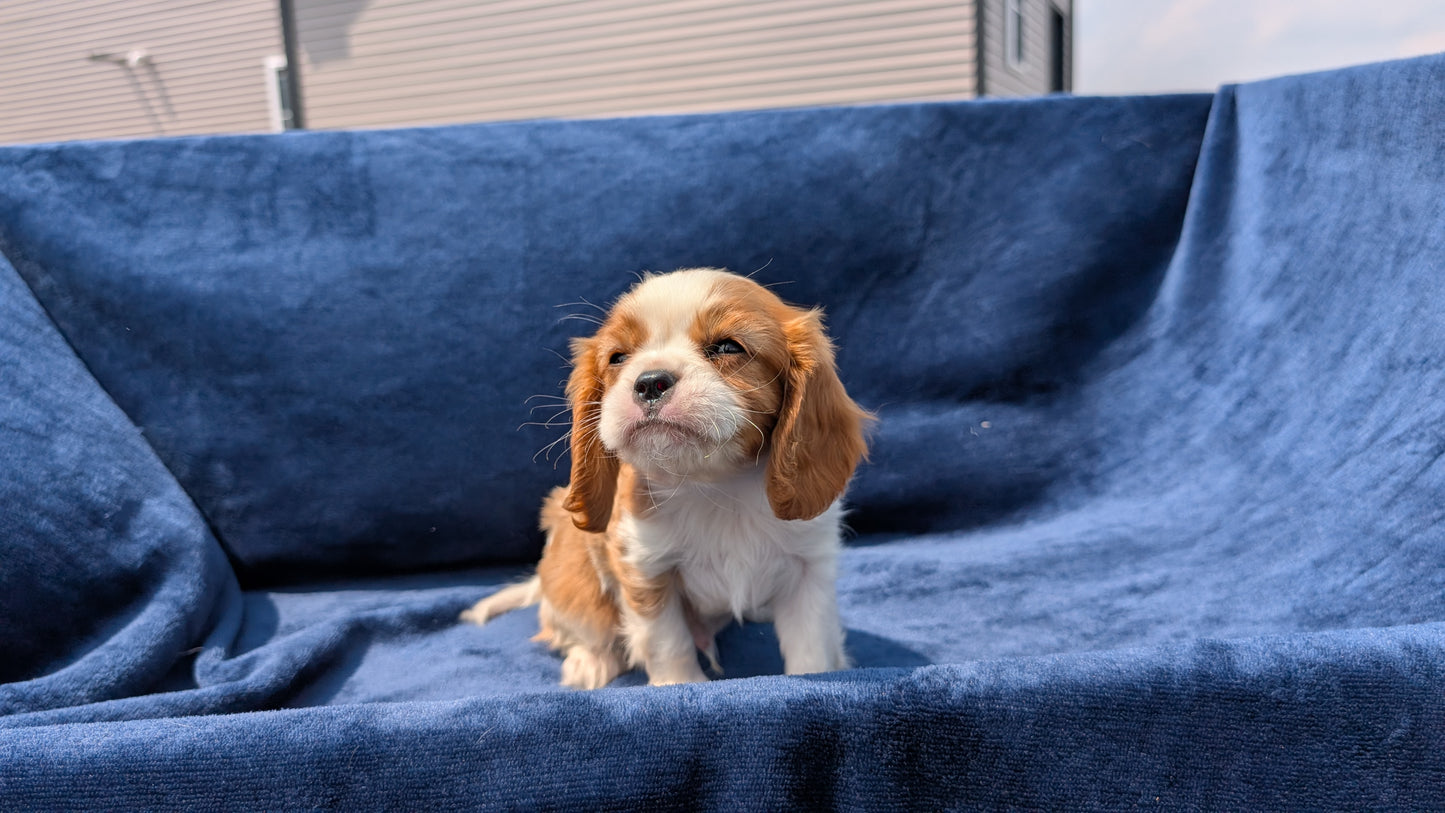CAVALIER (05/19) MALE