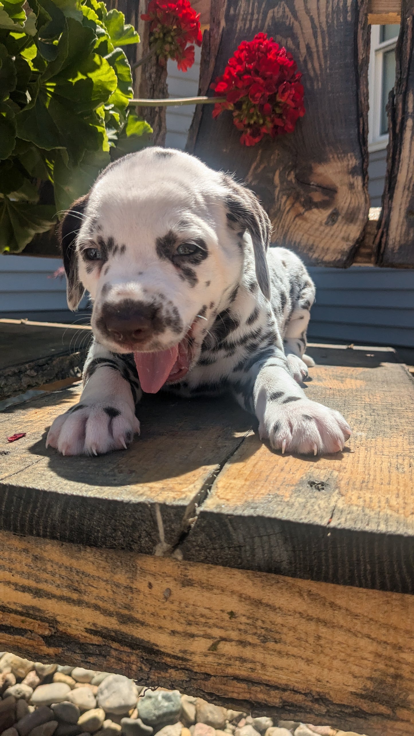 DALMATIAN (05/26) FEMALE