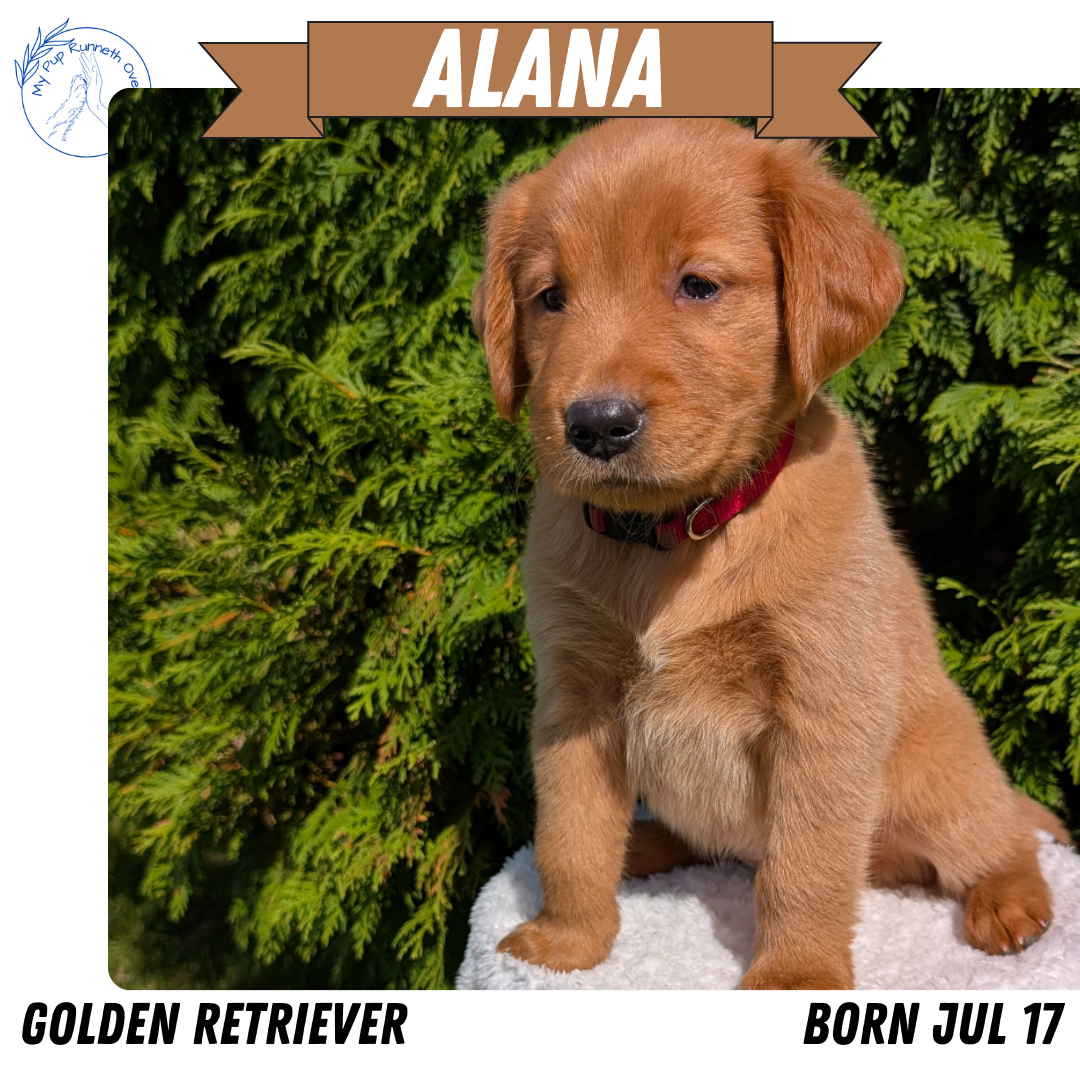 GOLDEN RETRIEVER (07/17) FEMALE