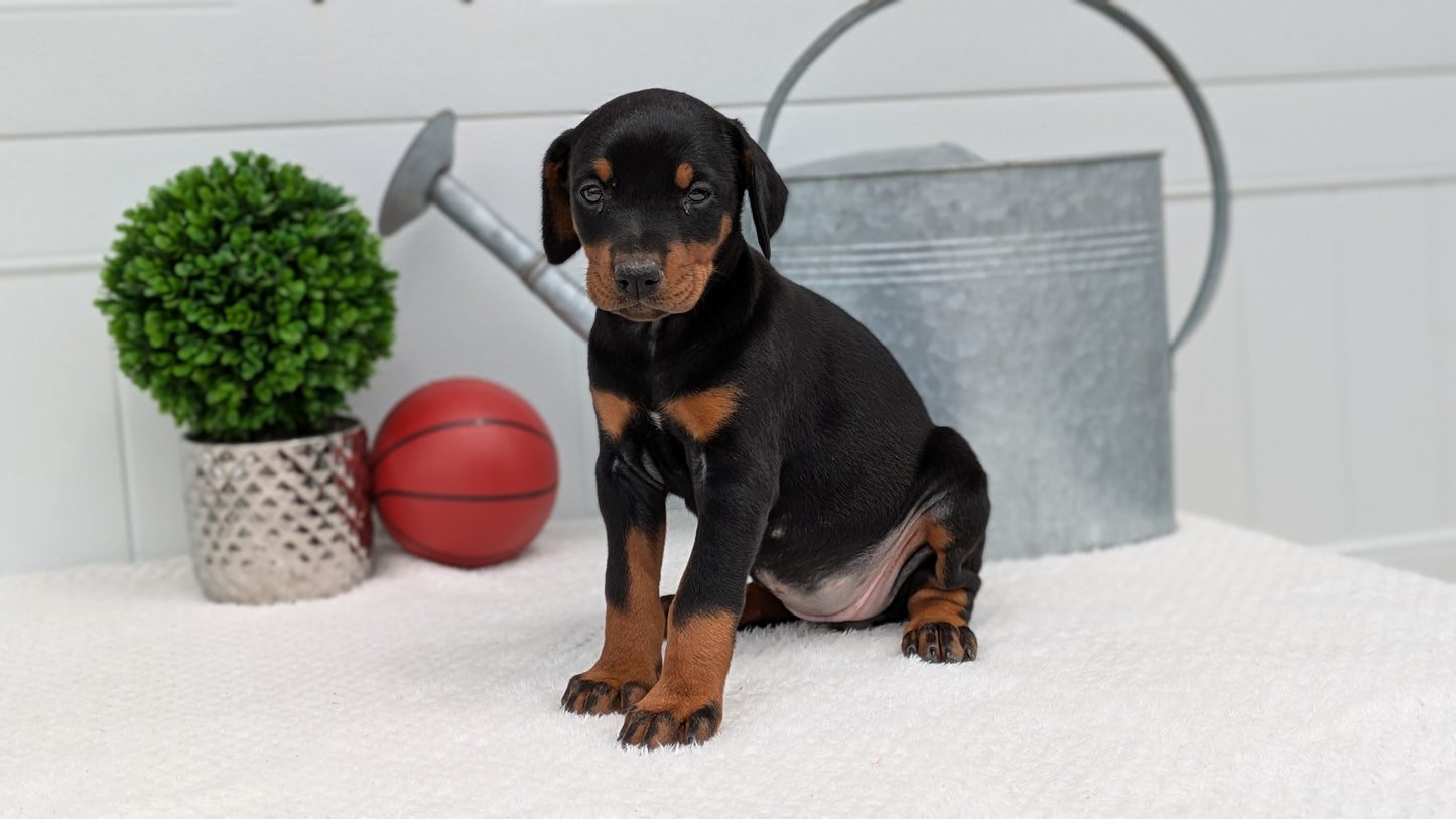 DOBERMAN PINSCHER (03/22) FEMALE