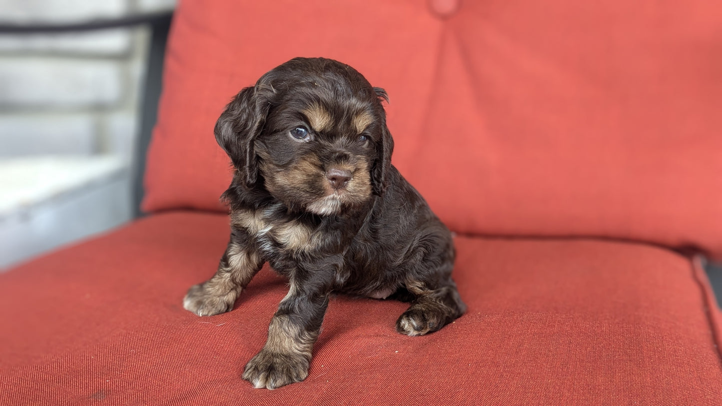 COCKER SPANIEL (06/08) FEMALE