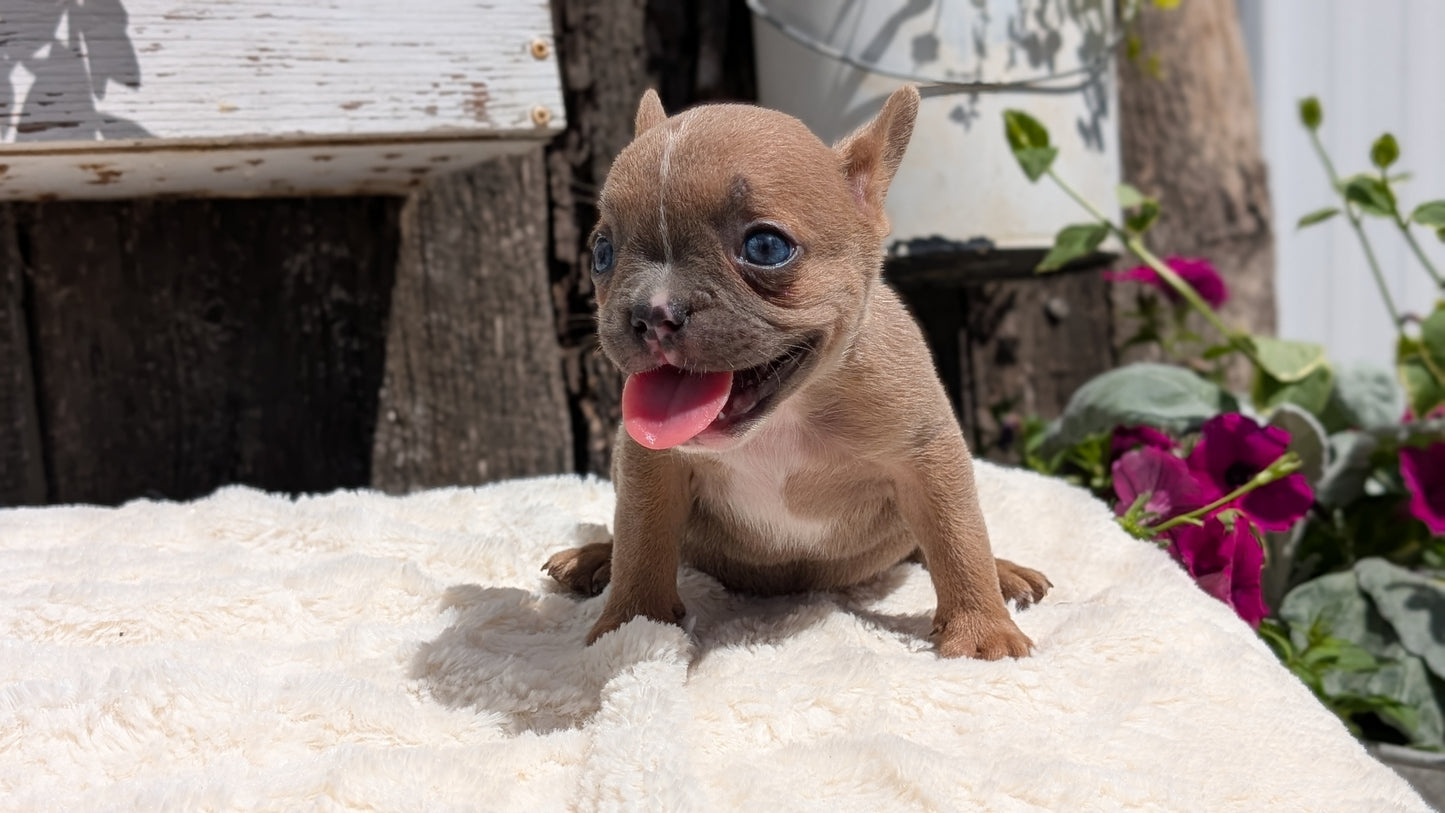 FRENCH BULLDOG (05/07) FEMALE