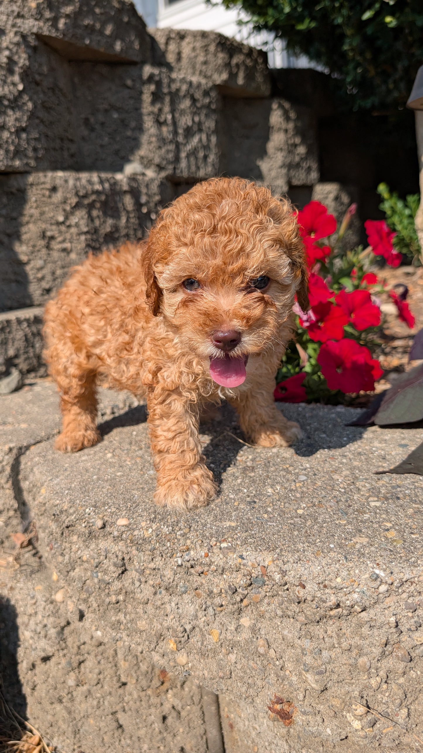 CAVAPOO (05/29) MALE
