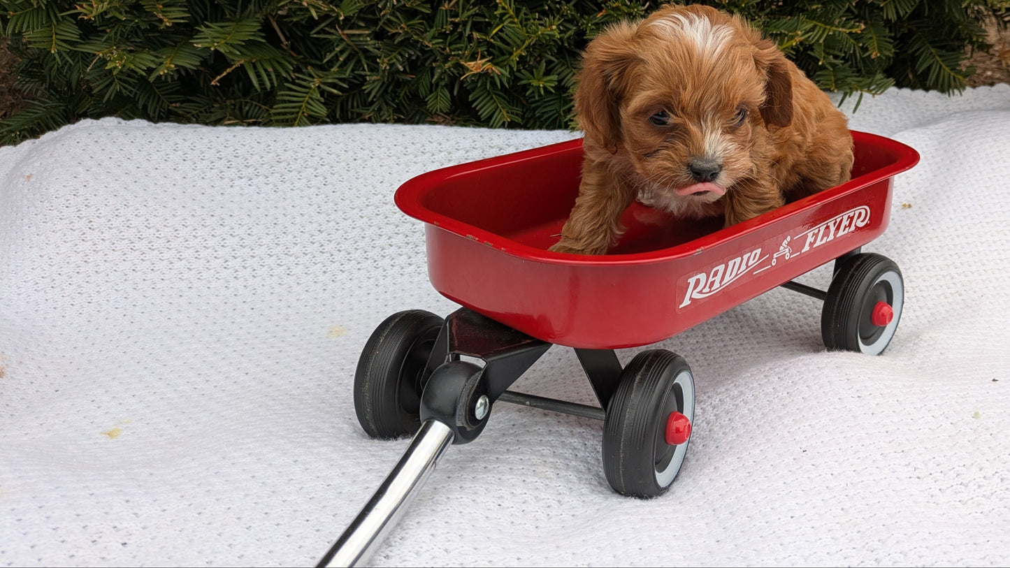 TOY CAVAPOO (02/26) FEMALE