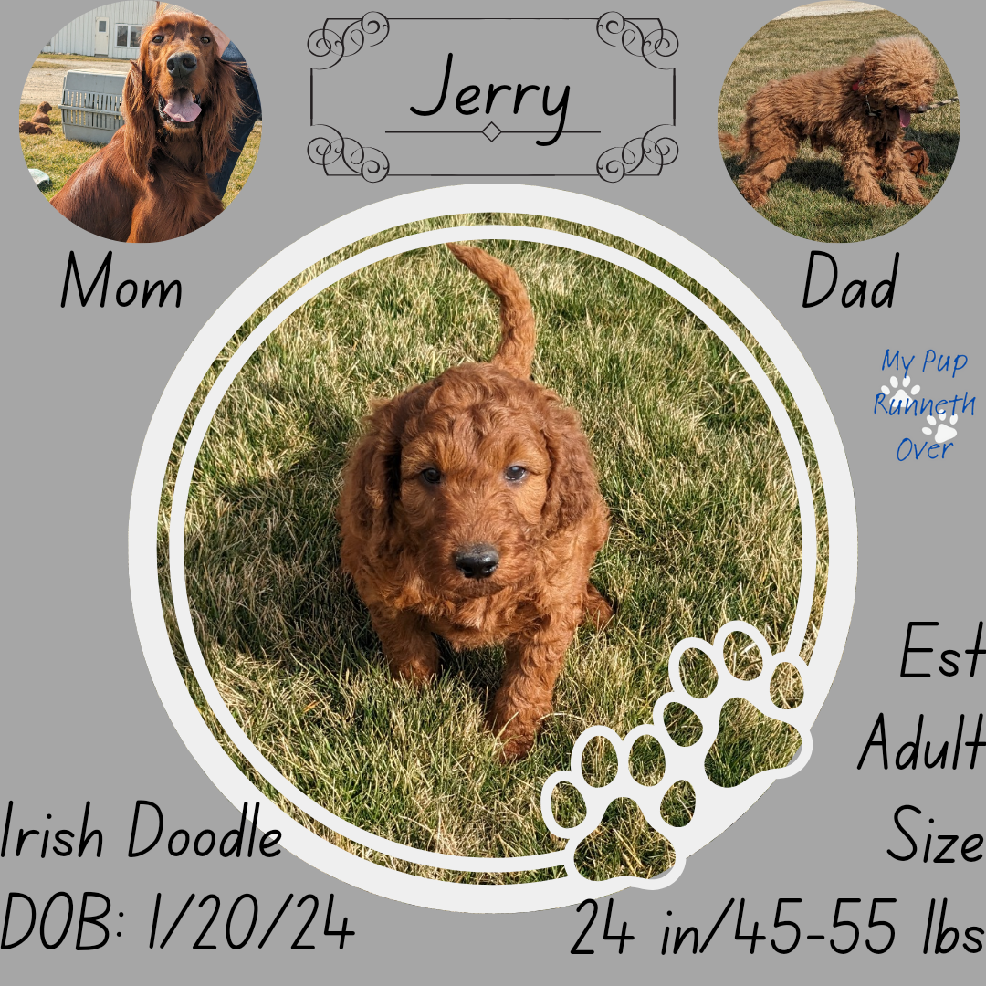 IRISH DOODLE (1/20) MALE