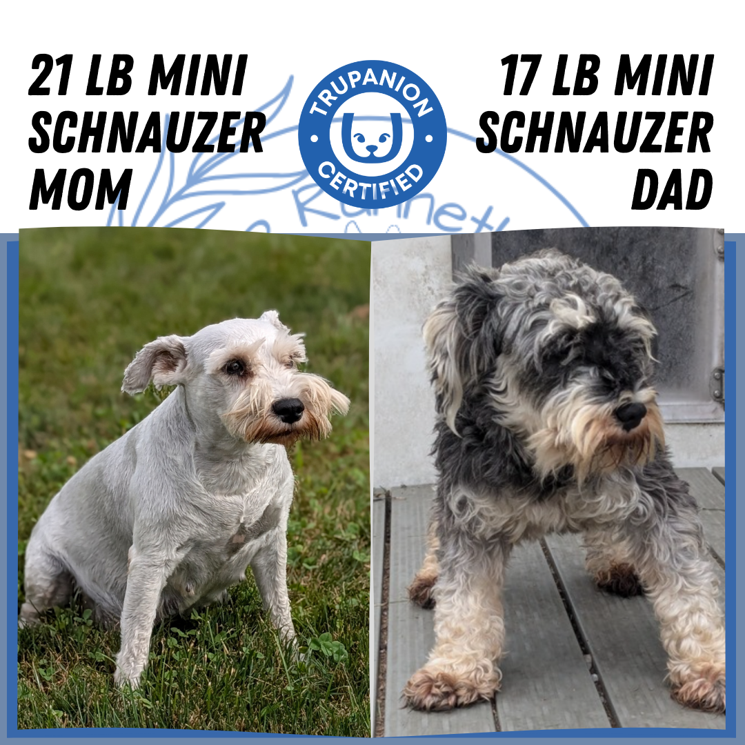 MINI SCHNAUZER (07/10) MALE