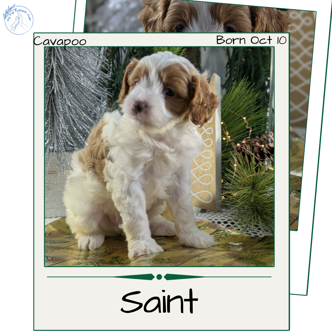 CAVAPOO (10/10) MALE