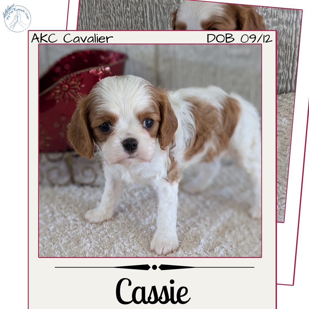 CAVALIER (09/12) FEMALE