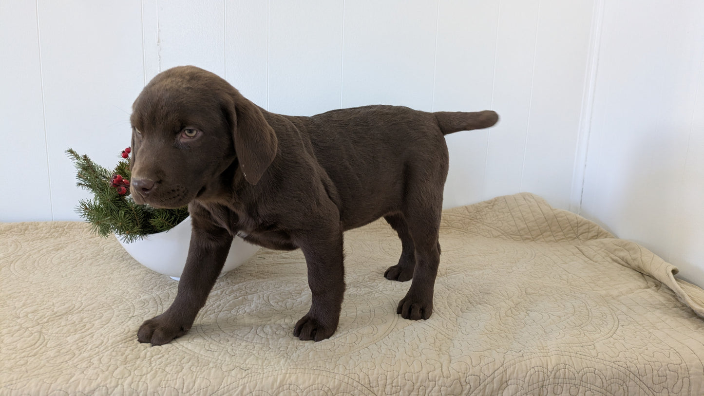 LABRADOR RETRIEVER (11/03) FEMALE