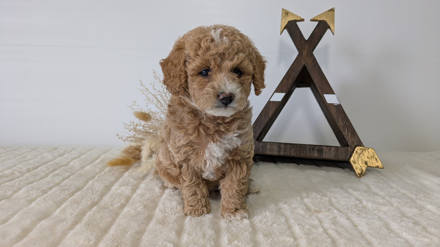 MINI GOLDENDOODLE (03/28) FEMALE