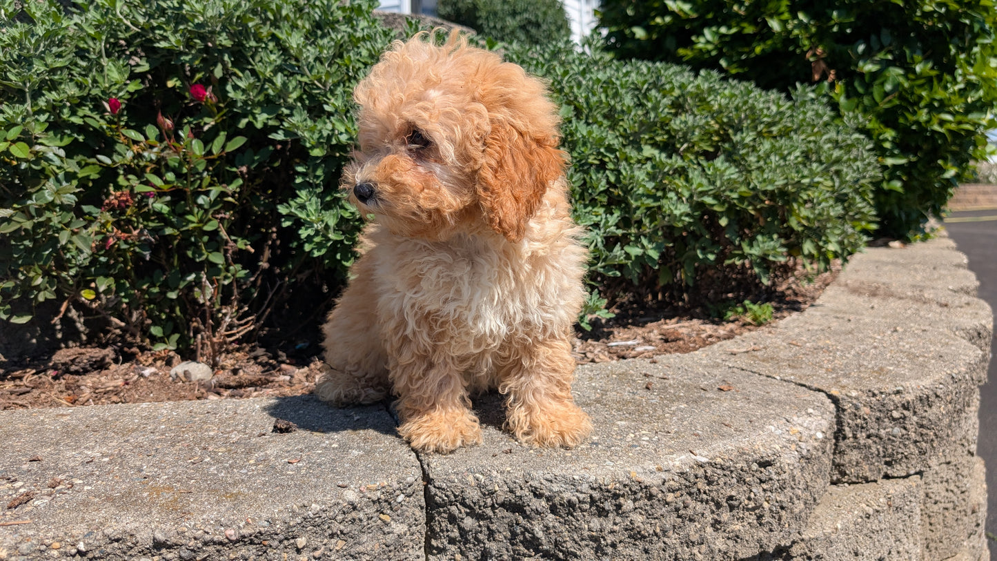 MINI POODLE (05/19) FEMALE