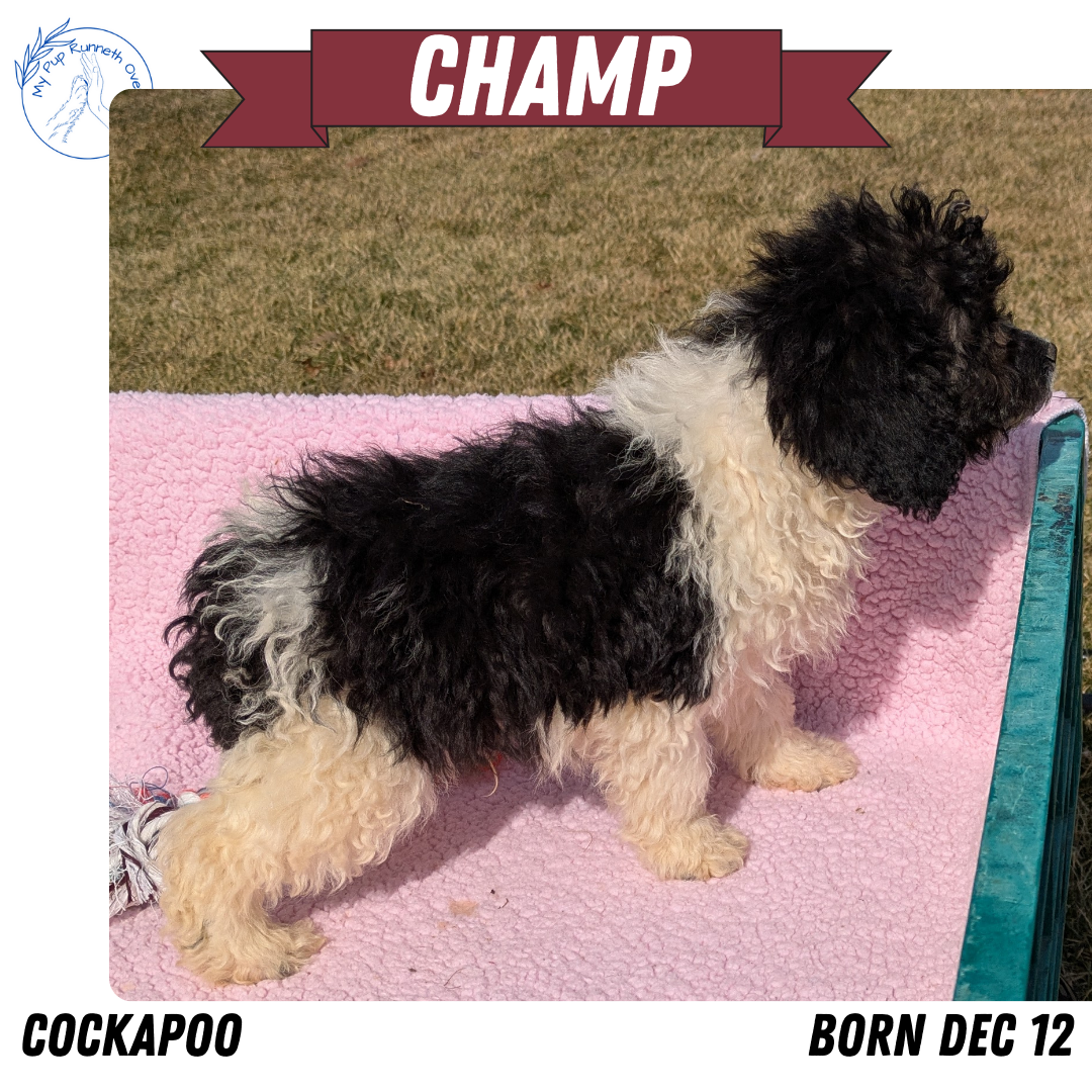 COCKAPOO (12/12) MALE