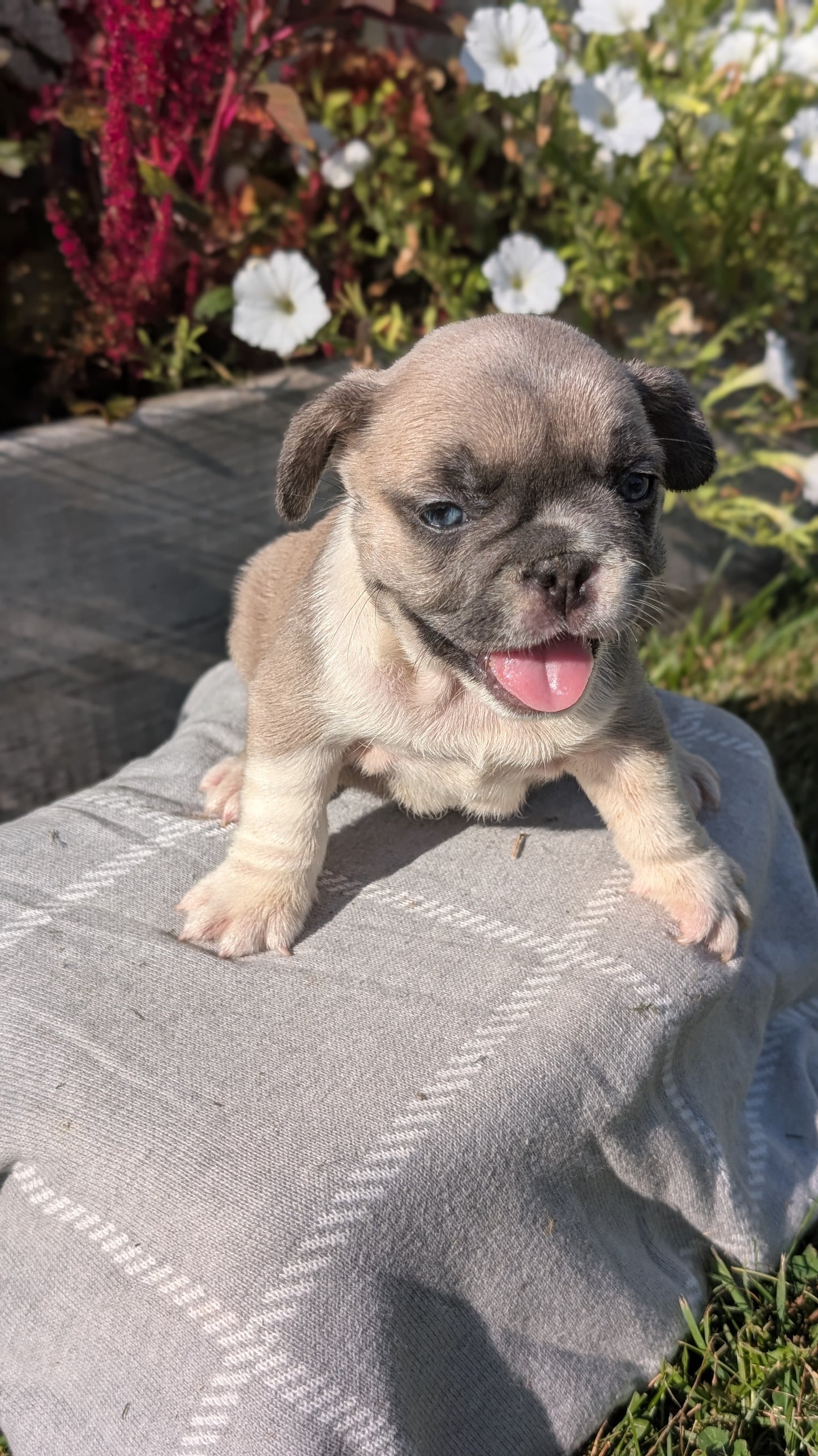 FRENCH BULLDOG (07/03) FEMALE