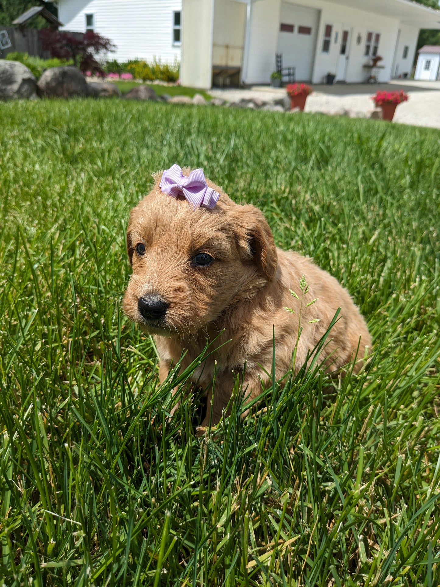 GOLDENDOODLE (05/03) FEMALE