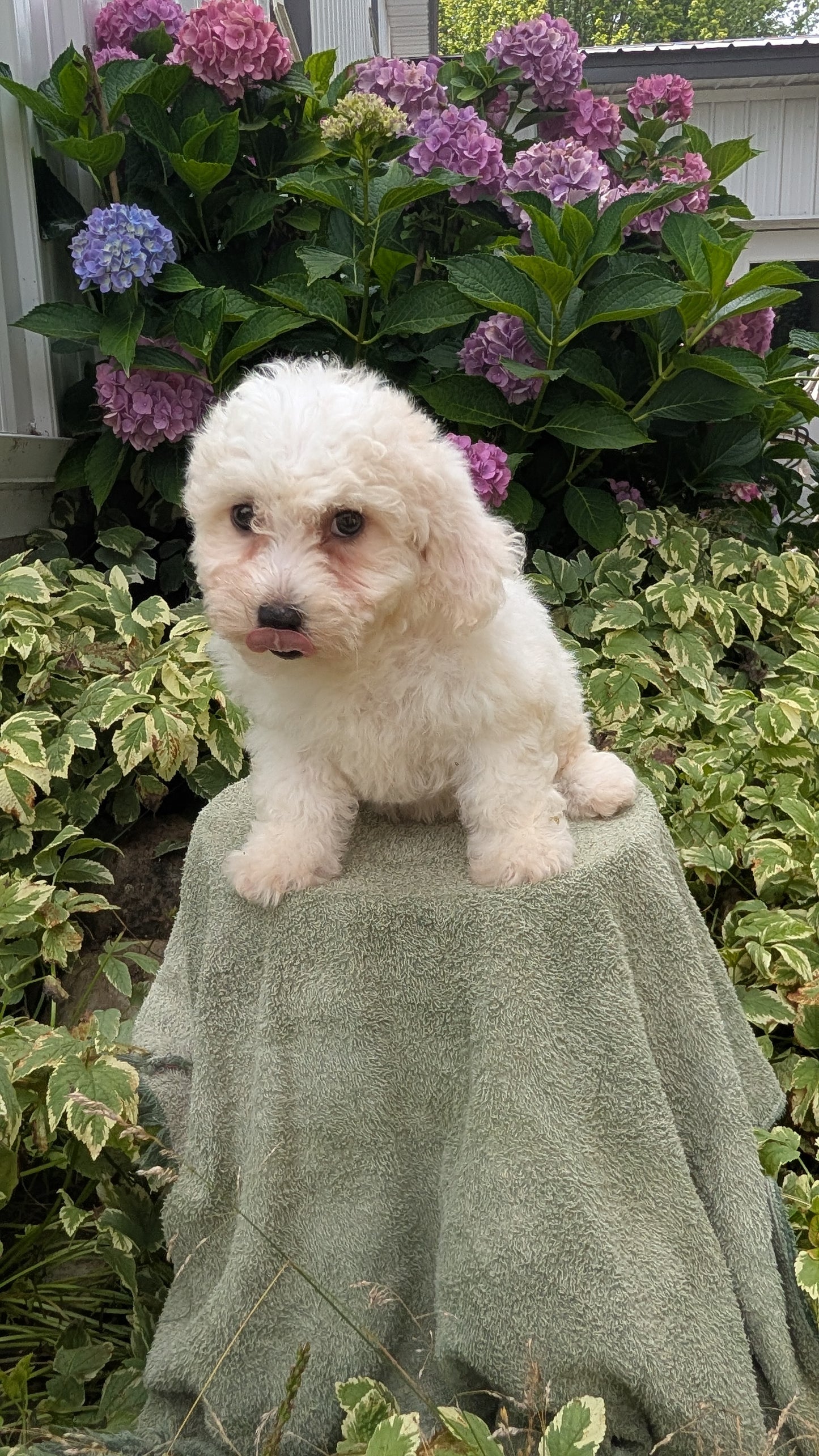 BICHON FRISE (06/19) FEMALE