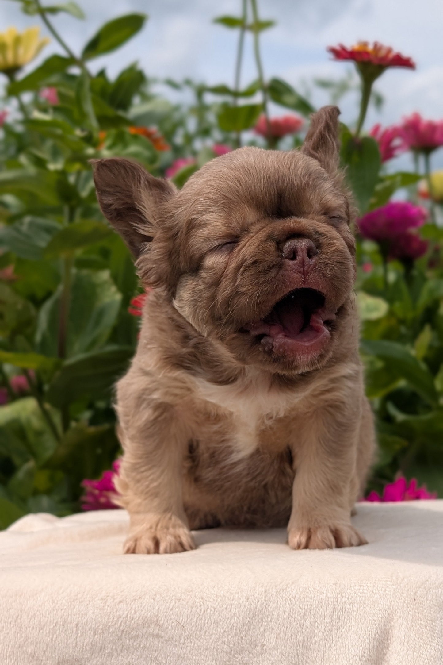 FRENCH BULLDOG (JUN 06) FEMALES