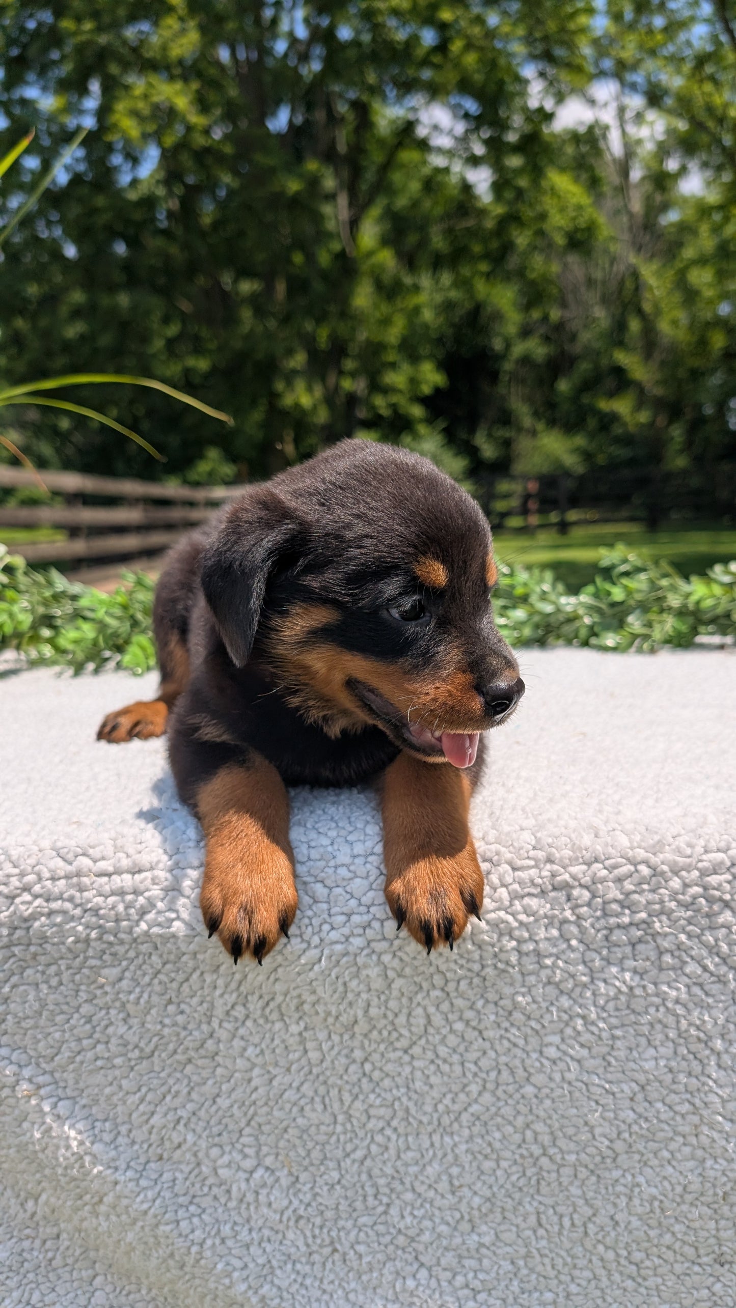 ROTTWEILER (05/28) FEMALE