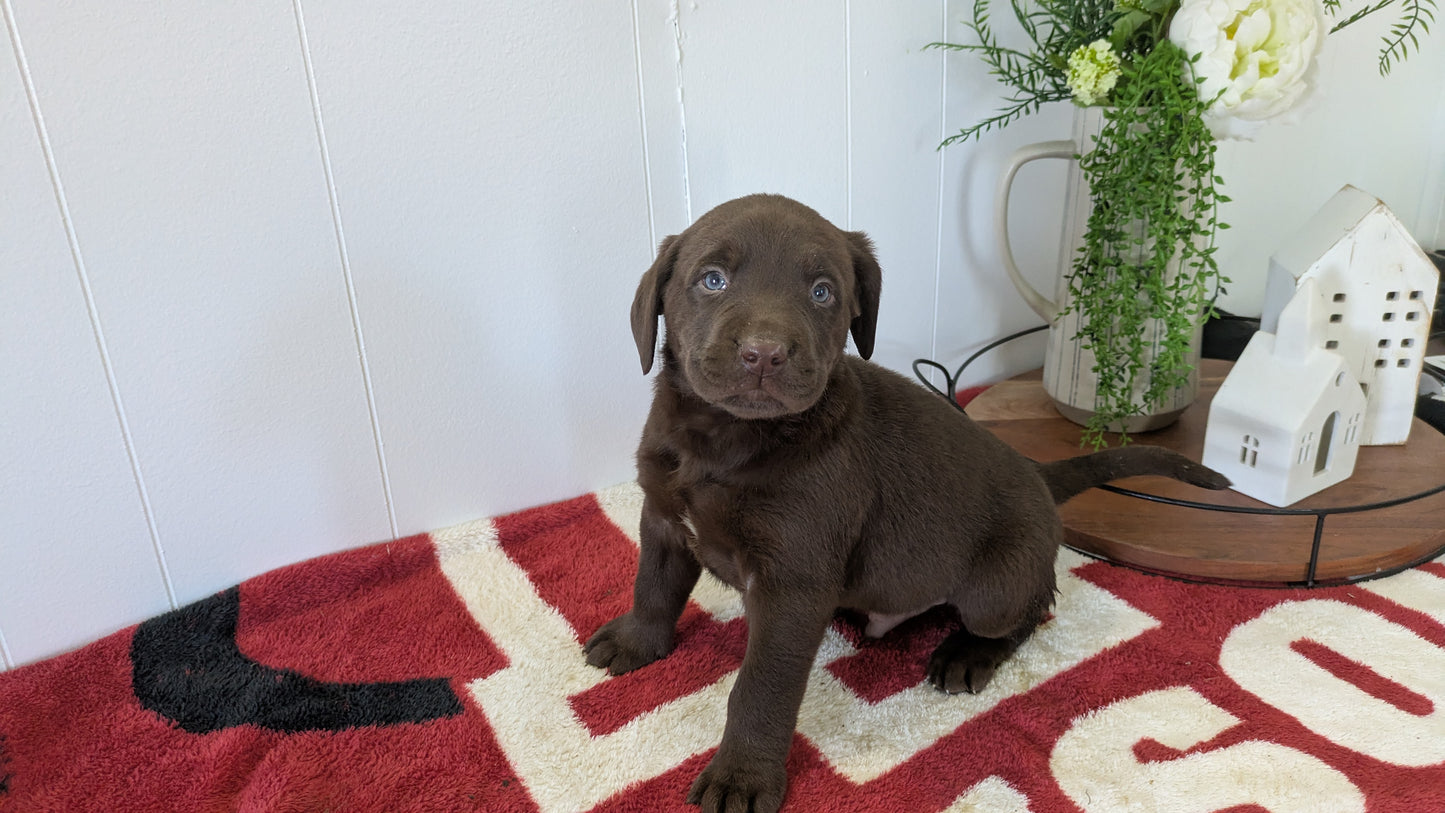 LABRADOR RETRIEVER (11/03) MALE