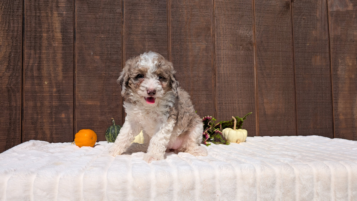 MINI BERNEDOODLE (08/06) FEMALE