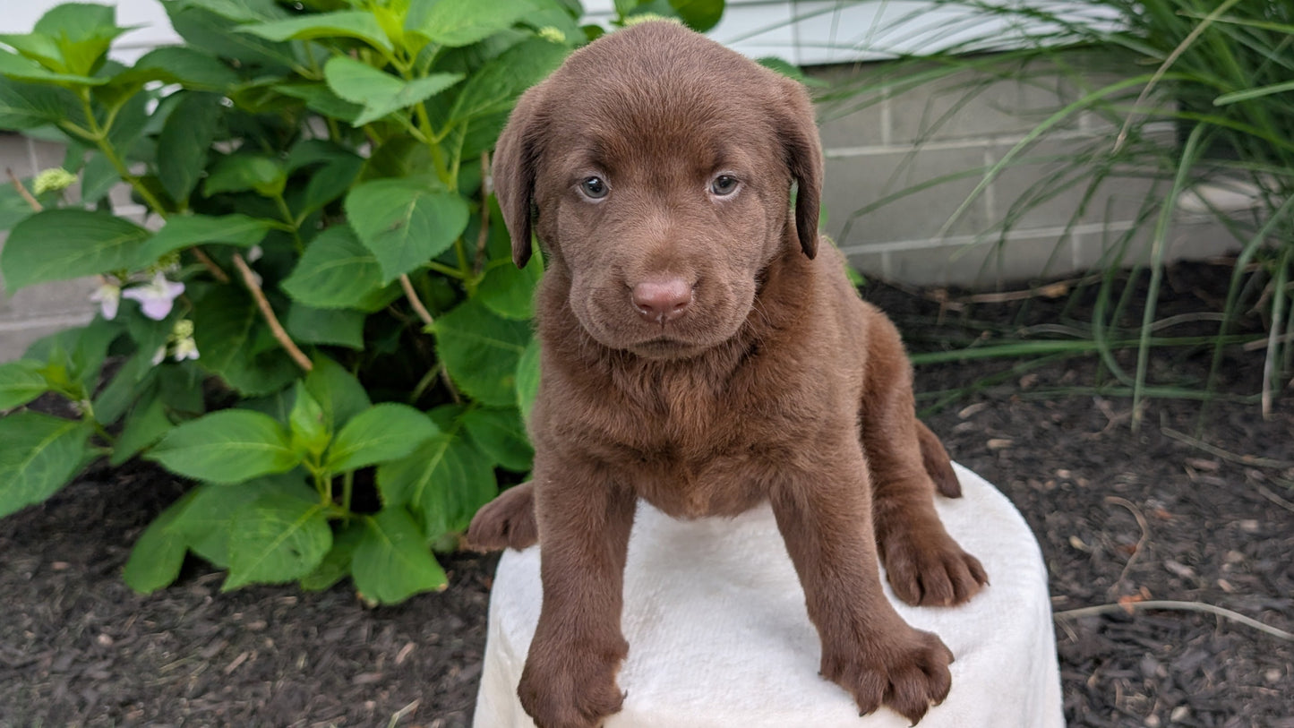 LABRADOR RETRIEVER (05/21) FEMALE