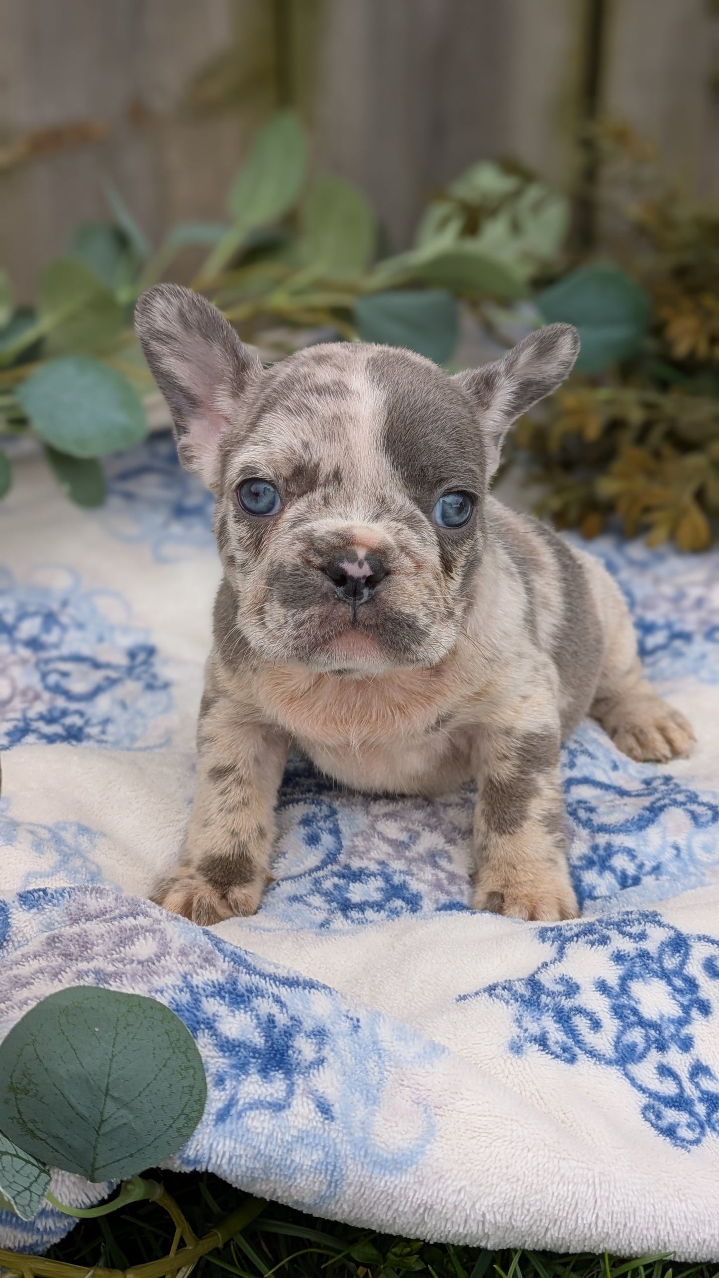 FRENCH BULLDOG (03/04) FEMALE