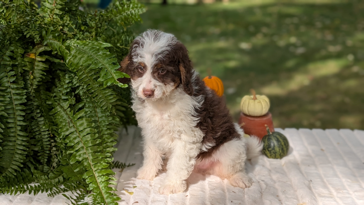MINI BERNEDOODLE (08/06) MALE