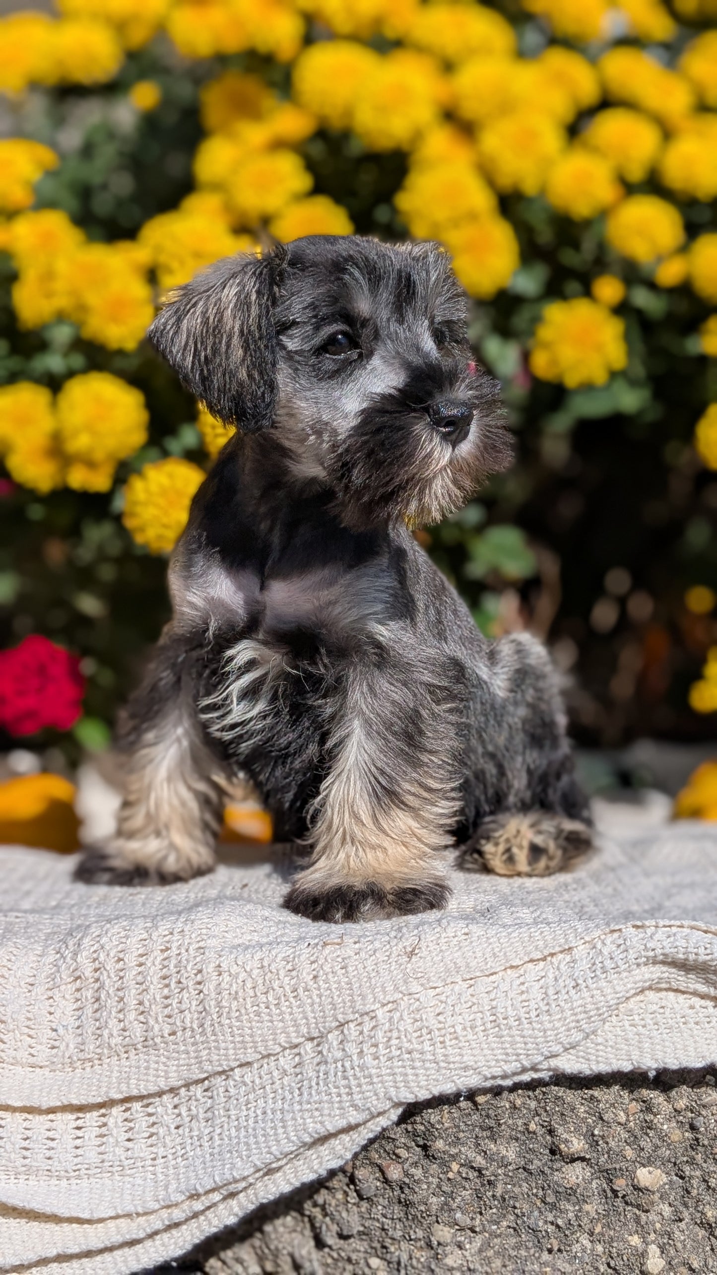 MINI SCHNAUZER (08/06) FEMALE