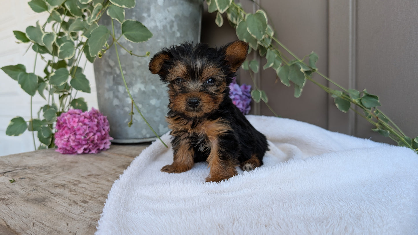 YORKSHIRE TERRIER (06/05) MALE