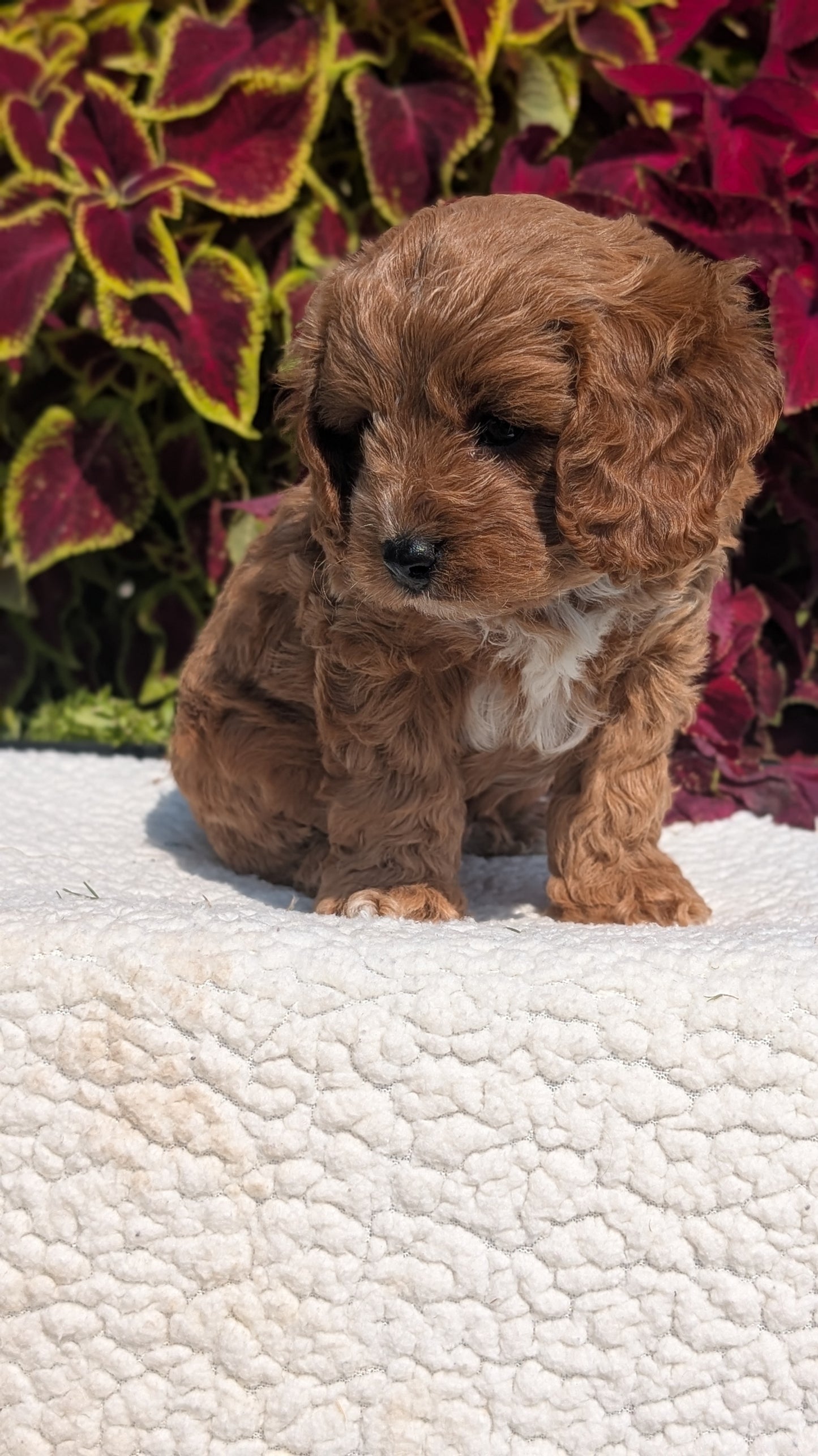 CAVAPOO (07/06) MALE