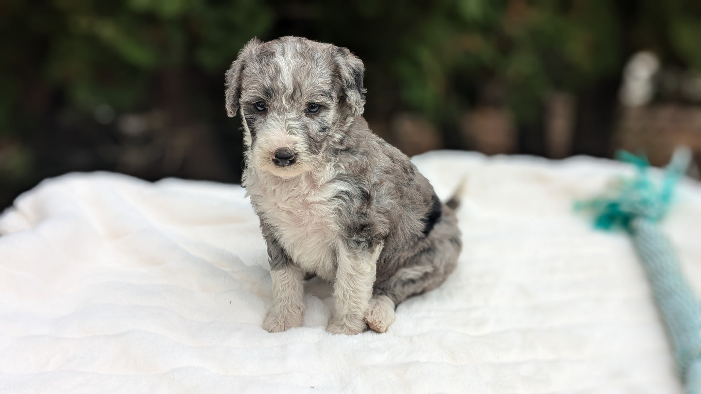 MINI BERNEDOODLE (09/24) FEMALE
