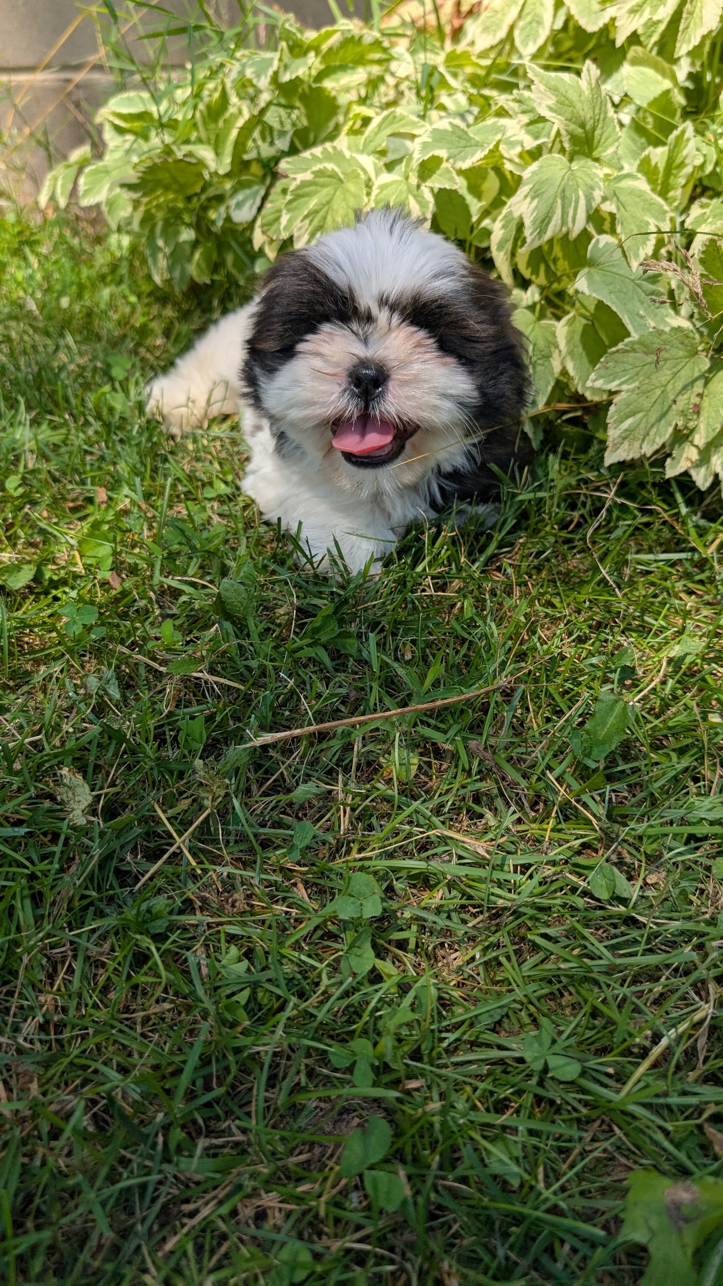 SHIH TZU (05/17) MALE