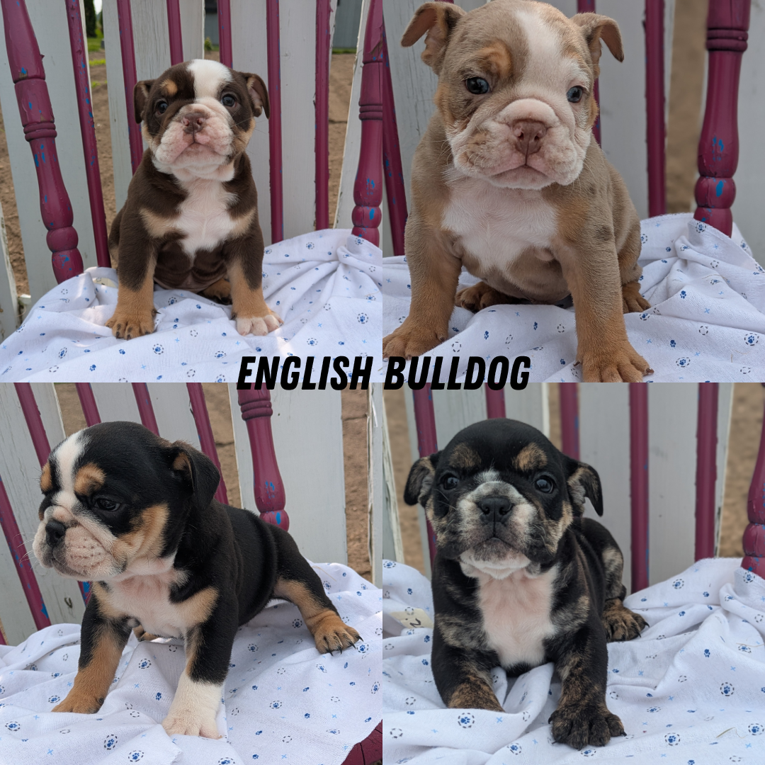 ENGLISH BULLDOG (04/18) MALE