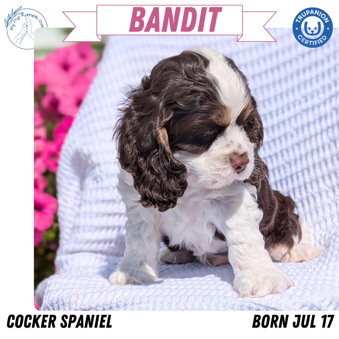 COCKER SPANIEL (07/17) MALE