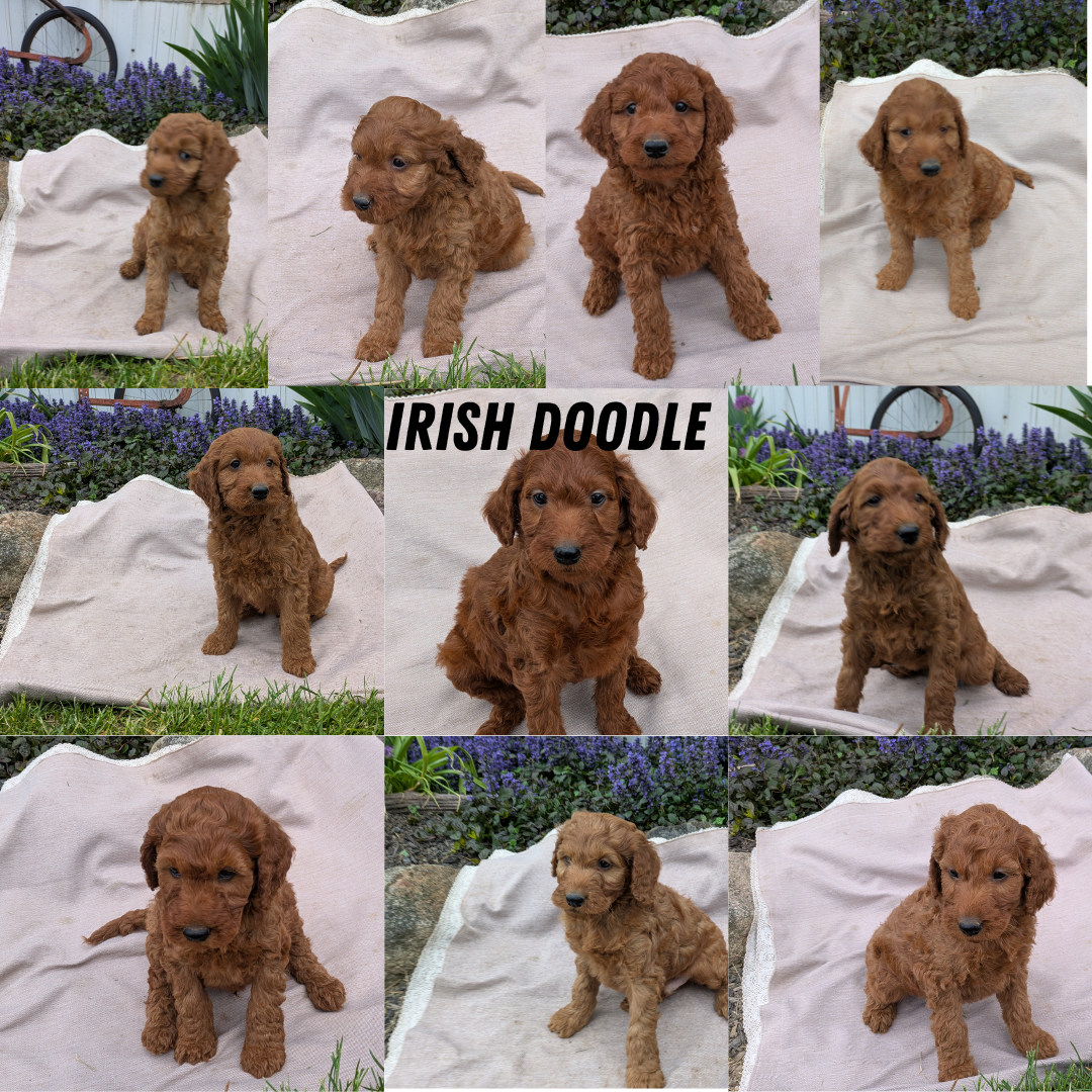 IRISH DOODLE (03/27) MALE