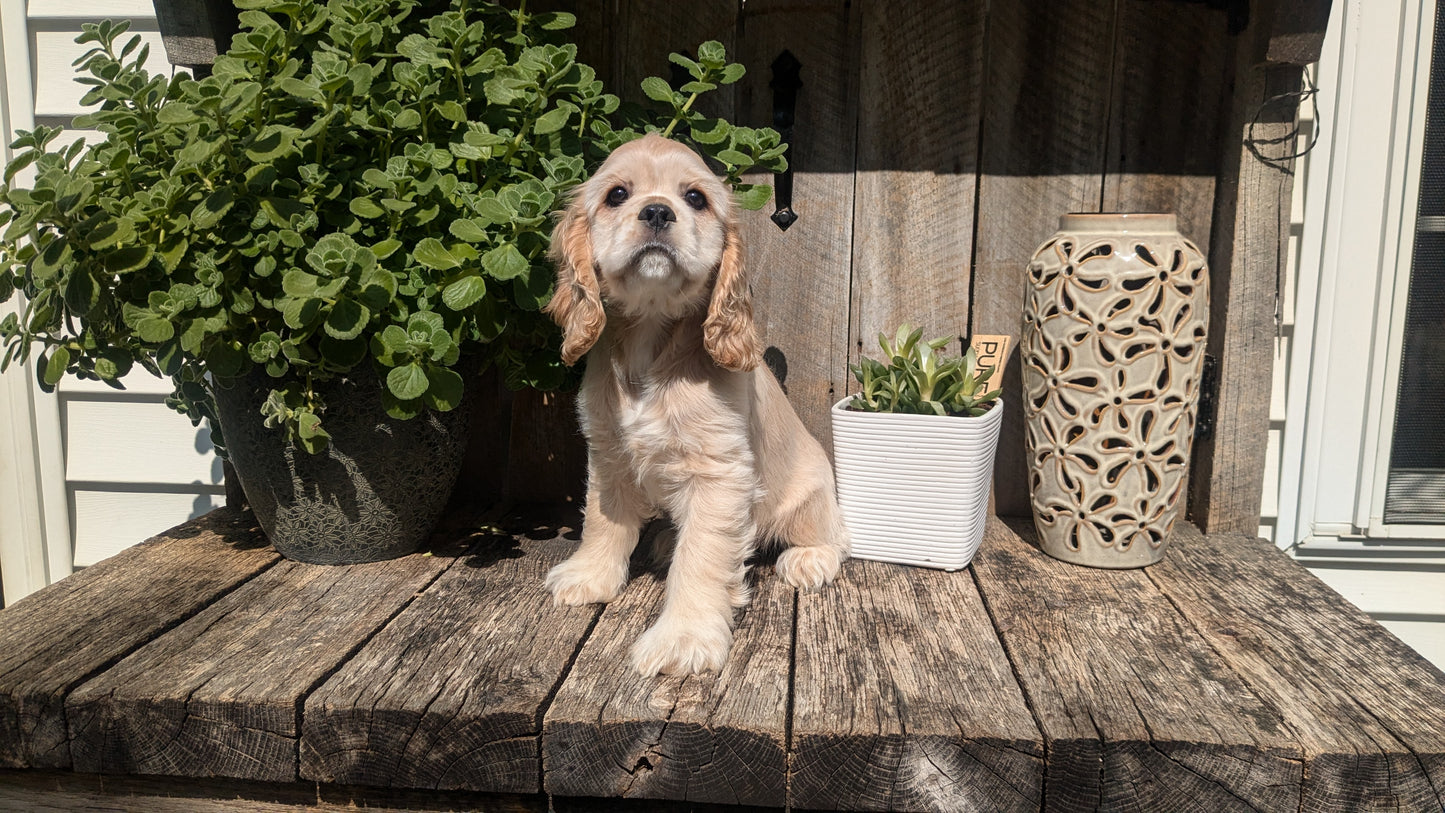 COCKER SPANIEL (06/08) FEMALE
