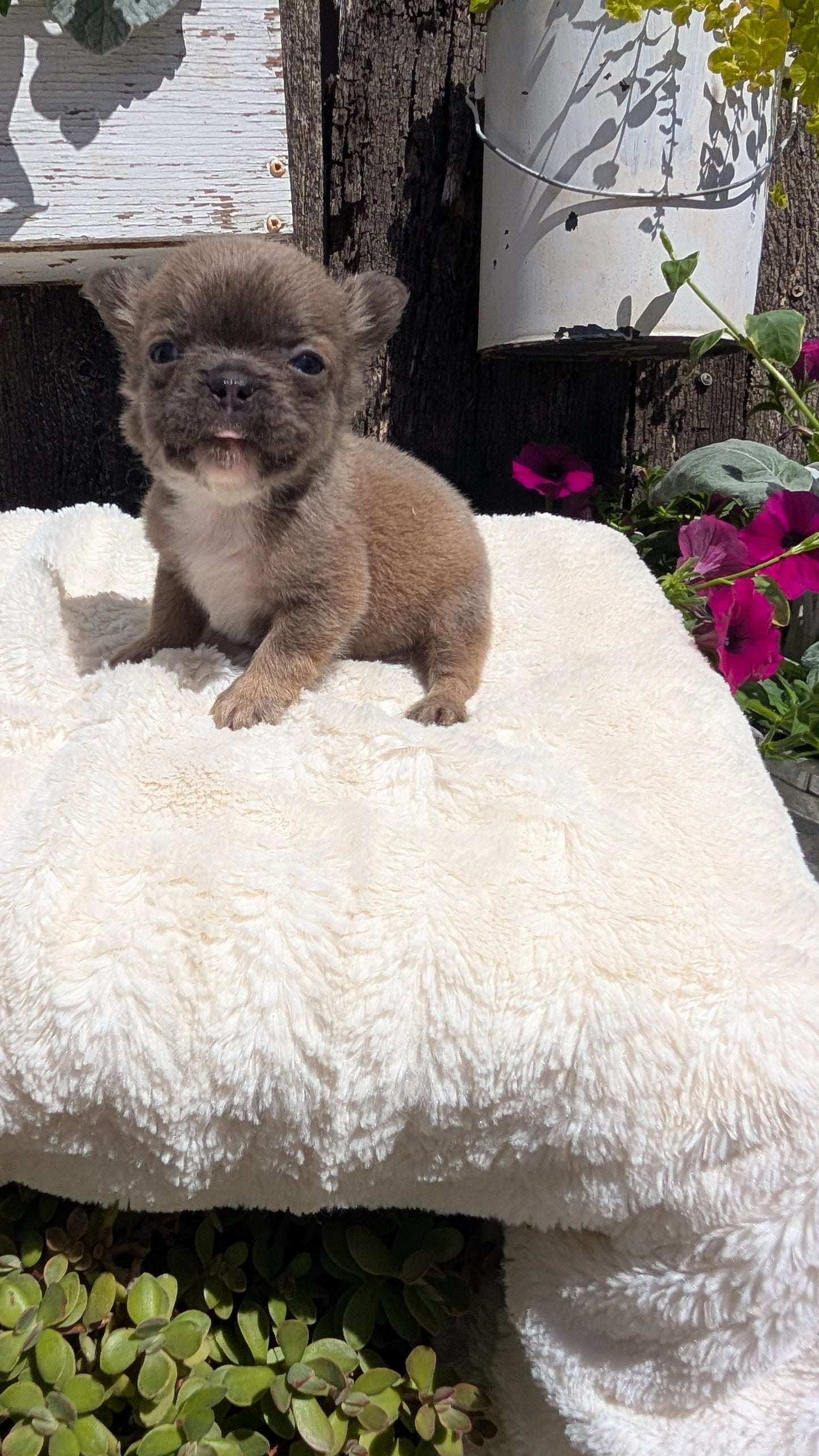 FRENCH BULLDOG (05/07) FEMALE