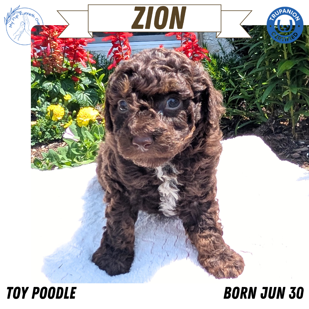 TOY POODLE (06/30) MALE