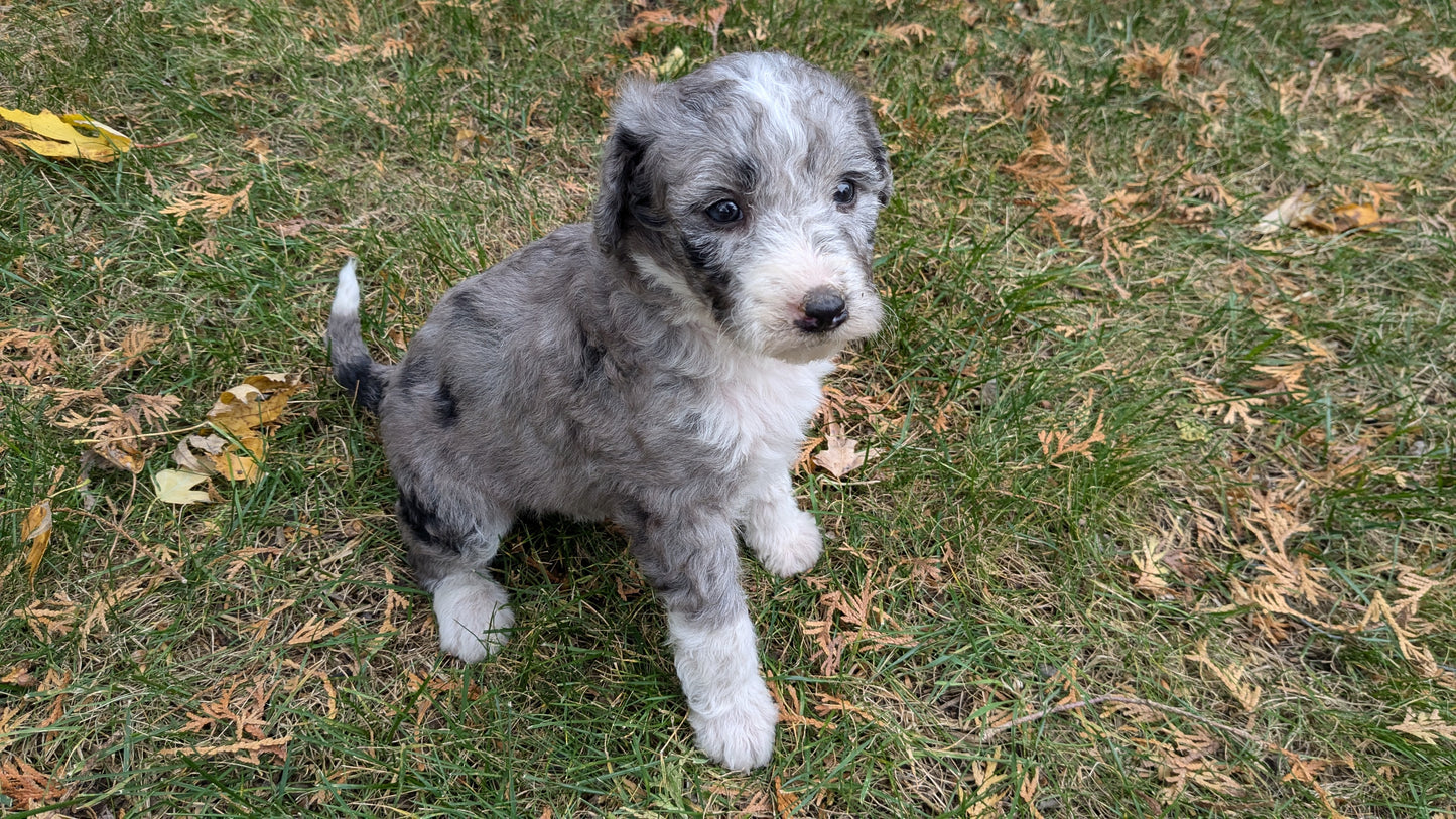 MINI BERNEDOODLE (09/24) FEMALE