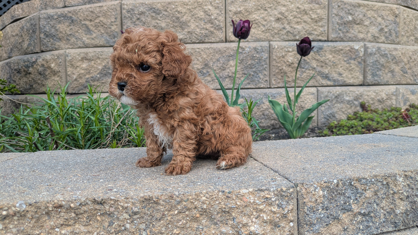 CAVAPOO (03/24) MALE