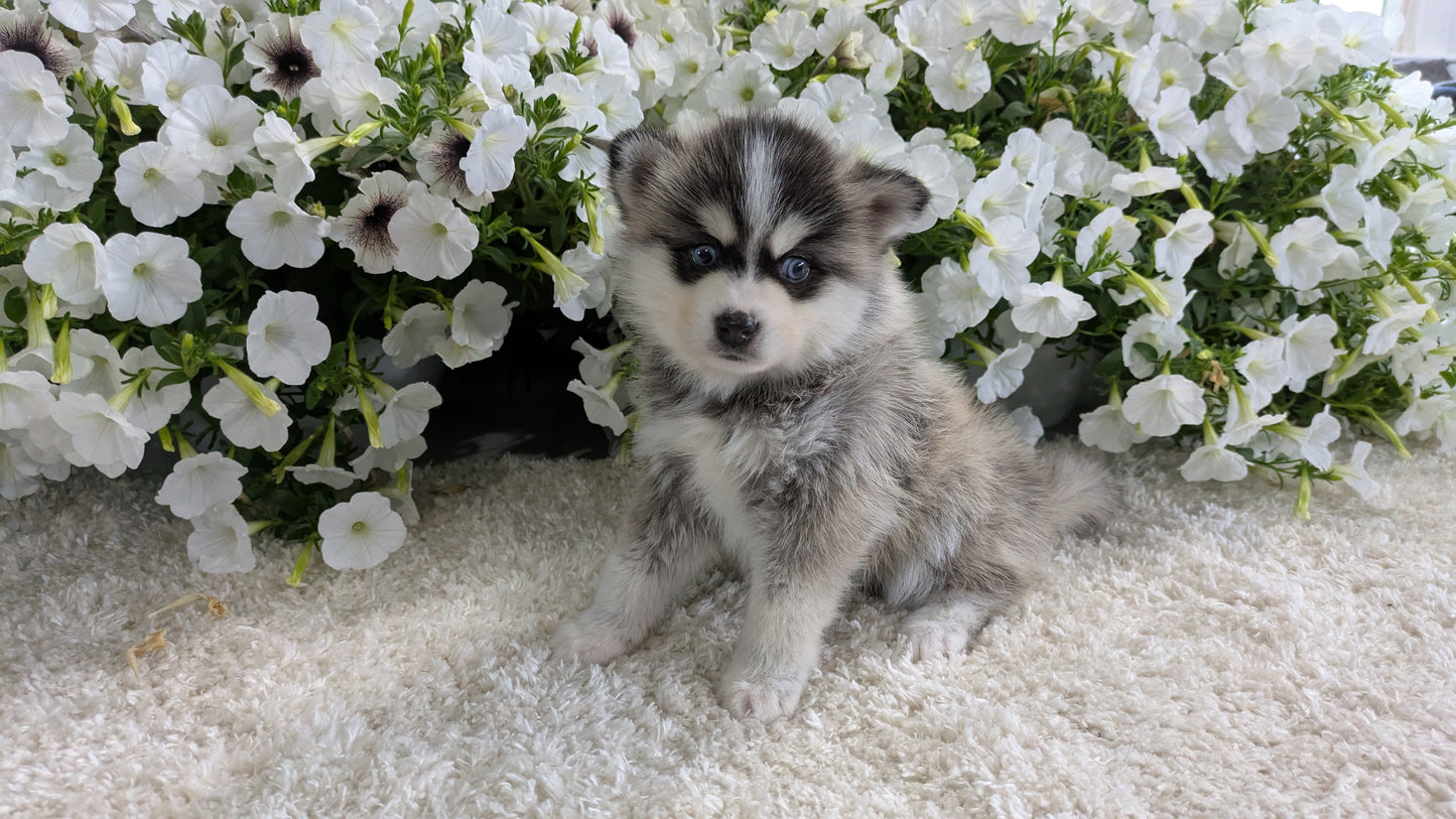 POMSKY (04/01) MALE