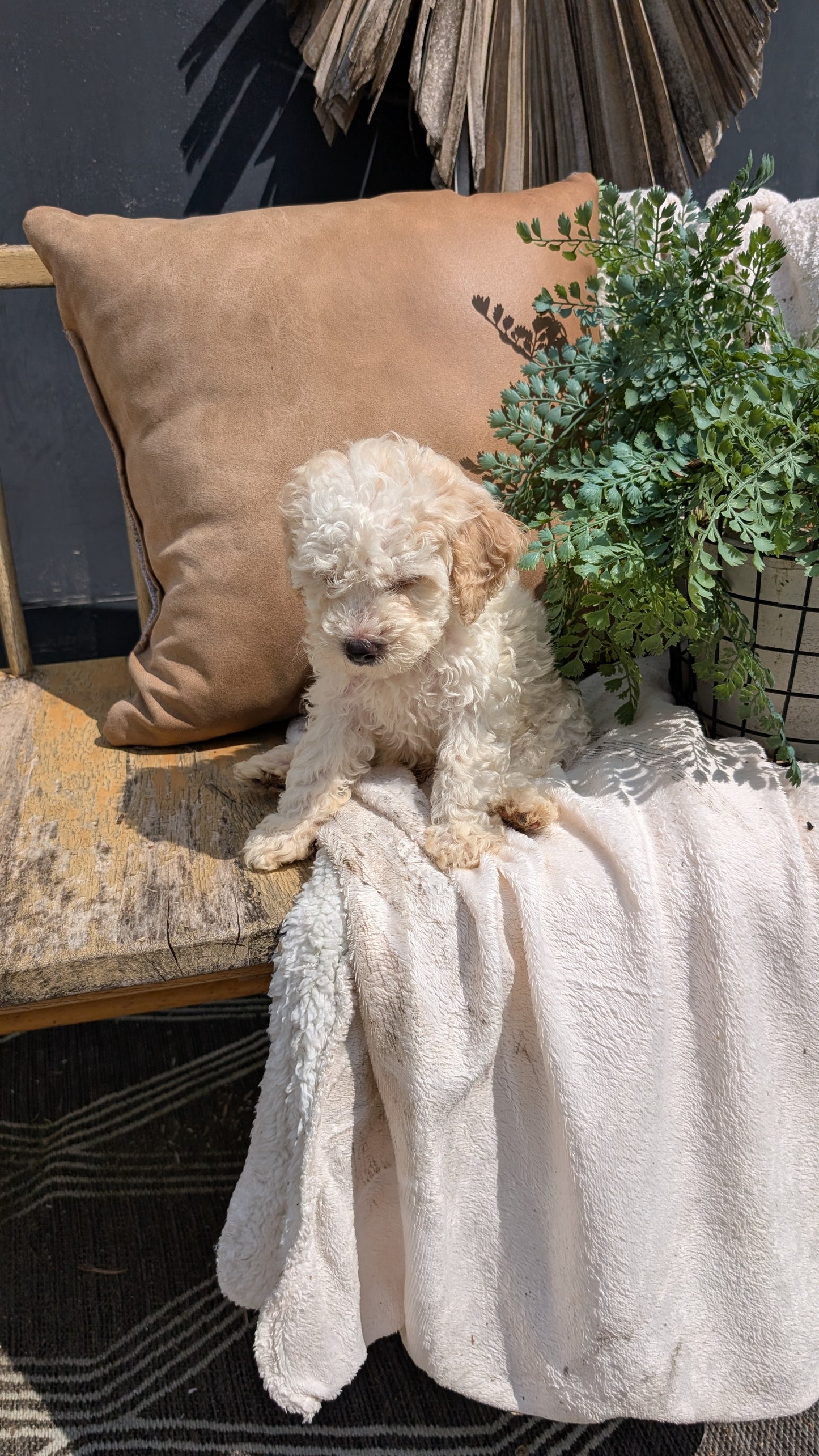 HAVAPOO (06/26) MALE